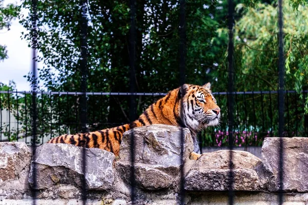 Primer Plano Tigre Siberiano Zoológico Bajo Luz Del Sol Con — Foto de Stock