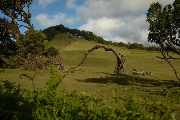 Krásné Kudrnaté Stromy Zelené Louce Rybníku Fanal Ostrov Madeira Portugalsko — Stock fotografie