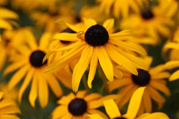 Enfoque Selectivo Las Flores Amarillas Ojos Negros Susan Rudbeckia Hirta —  Fotos de Stock