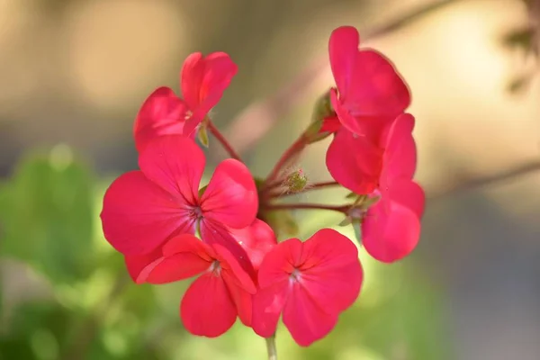 Ein Flacher Fokus Einer Roten Garten Geranienblüte Mit Unscharfem Hintergrund — Stockfoto