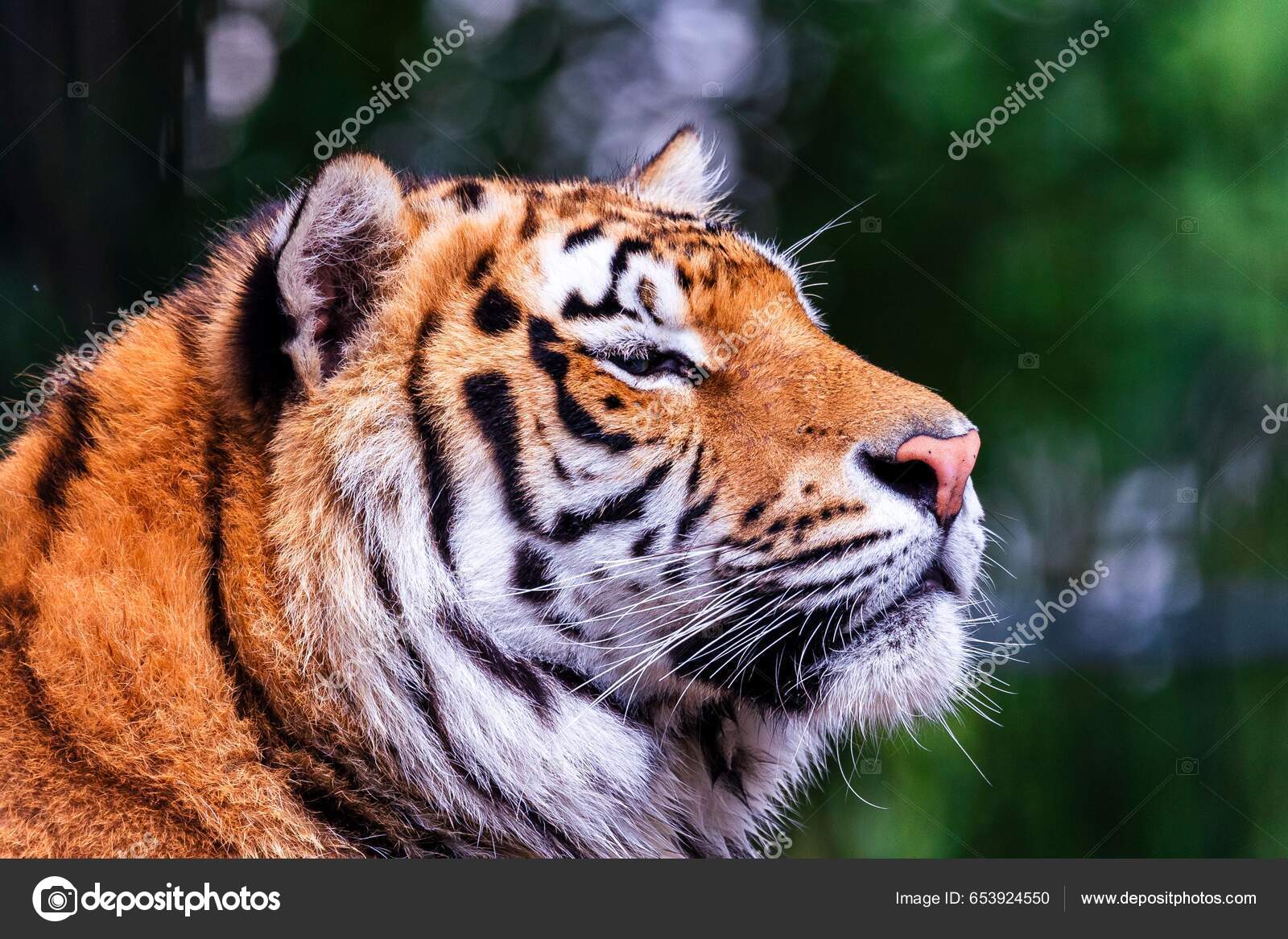 Primer Plano Tigre Siberiano Zoológico Bajo Luz Del Sol Con — Foto de stock  #653924550 © wirestock_creators, image size:1600x1167