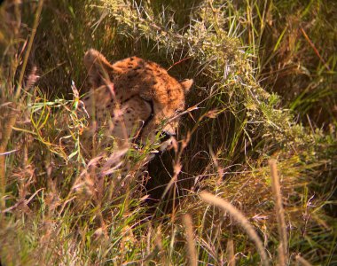 Serengeti, Tanzanya 'da uzun otların arkasında uyuyan uykulu bir çita.