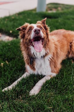 Çimlerin üzerindeki bir çoban köpeğinin dikey görüntüsü..