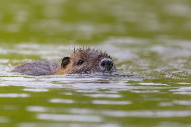 Suda seçici bir hindistan cevizi (Myocastor coypus).