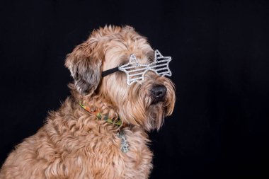 Yıldız şeklinde cam takan sevimli bir Labradoodle 'ın yakın plan fotoğrafı.
