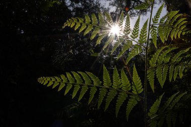 Eğreltiotu yapraklarından seçici bir güneş ışığı altında