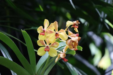 Sarı Vanda çiçeklerinin seçici odağı
