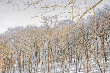 Ormanda karla kaplı ağaçların güzel manzarası