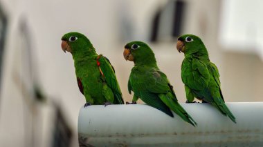 Bir sandalyede beyaz gözlü kontürlerin (Psittacara leucophthalmus) seçilmesi