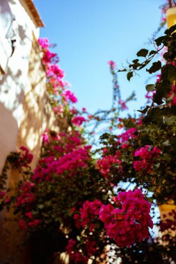 Bir evin duvarında sürünen Bougainvillea çiçeklerinin düşük açılı bir görüntüsü.