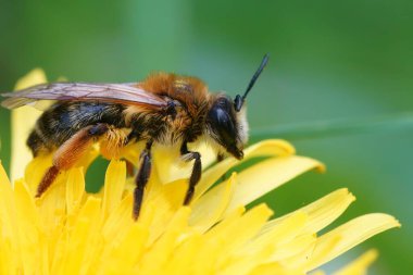 Sarı karahindiba üzerinde Andrena tibialis, Taraxacum officinale.