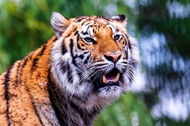 Güneşin altında arka planı bulanık bir Sibirya kaplanının yakın çekimi.