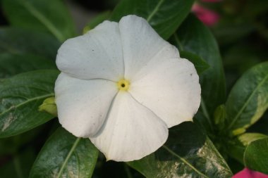 Bahçedeki beyaz harika çiçeğin güzel bir manzarası