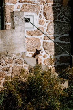 Evin merdivenlerinde güneşin altında oturan güzel bir kedinin dikey görüntüsü.