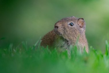 Yeşil çimenlikteki daha büyük bir kobay (Cavia magna).