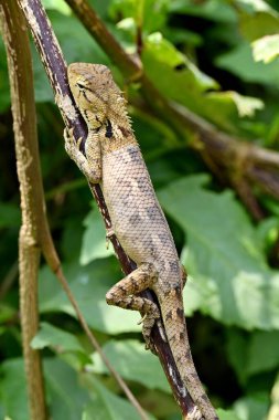 Doğulu bir bahçe kertenkelesinin dikey yakın çekimi (Calotes versicolor) bir ağacın dalına tünemiştir.