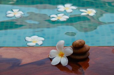 Yüzme havuzunun yanına yerleştirilmiş taş ve güzel çiçeklerin yakın plan çekimi.