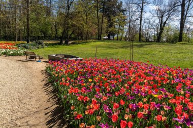Ağaçların arka planında güzel renkli çiçek açan laleler var.