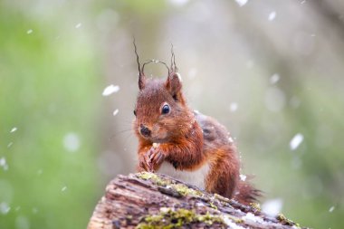 Karlı bir günde bulanık bir arkaplanda sevimli, tüylü bir sincabın yakın plan fotoğrafı.
