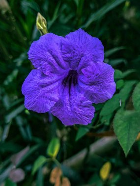Bulanık yeşil yapraklı basit bir Ruellia çiçeği.