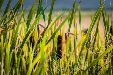 Kedikuyruğu (Typha latifolia), sulak alandaki uzun bataklık otları.