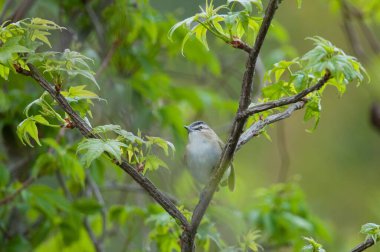 Kırmızı gözlü bir vireonun bir dala tünediği yakın çekim.