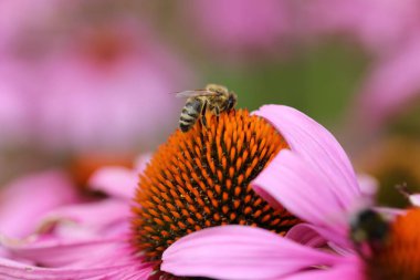 Bahçedeki Echinacea purpurea çiçeğinden nektar toplayan bir arıya yakın plan.