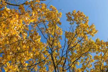 Güzel bir sonbahar ağacına yakın çekim. Mavi gökyüzüne karşı altın yapraklar.