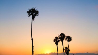 Los Angeles 'ın arka planında güneş parlayan palmiye ağaçlarından bir siluet.