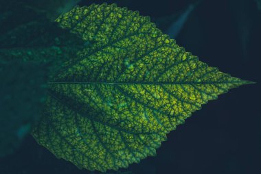 Su damlacıklarıyla yeşil yaprak dokusunu yakından çek.