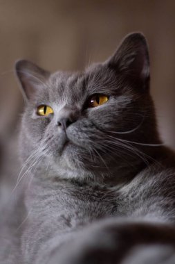 Yatakta ciddi gözleri olan tüylü gri bir kedinin dikey görüntüsü.