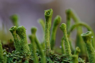 Cladonia fimbriata mantarının yakın plan çekimi bulanık arka planda yosunlu bir ağaç gövdesinde yetişir.
