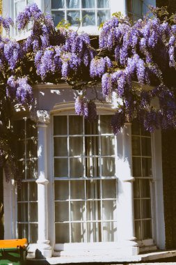 Çiçek açan Wisteria ile çevrili bir pencere