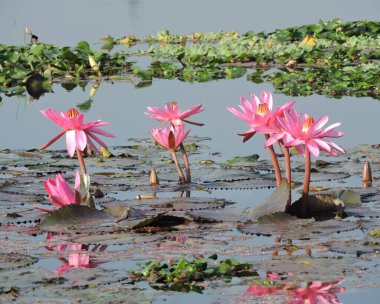 Çiçek - Pembe su zambağı gölde çiçek açıyor. Bilimsel adı Nymphaea. Konum - Assam, Hindistan.