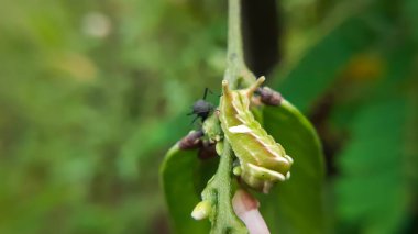 Bulanık bir arkaplanda gün ışığında bir bitkinin üzerinde sürünen yeşil bir tırtılın yakın plan çekimi.