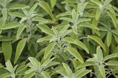 Sahada güneş ışığı altında büyüyen Salvia memurlarının yakın çekim görüntüleri.