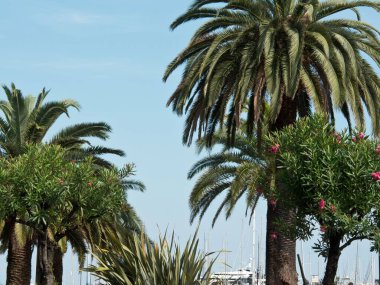 Gündüz vakti mavi gökyüzüne karşı güzel bir palmiye ağacı