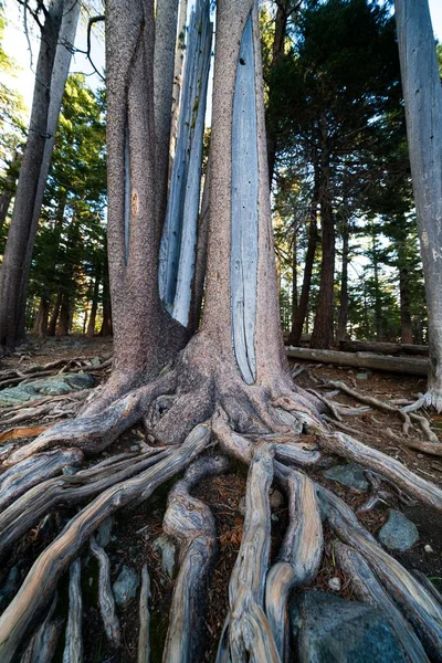 Tiro Vertical Raízes Árvores Uma Floresta — Fotografia de Stock