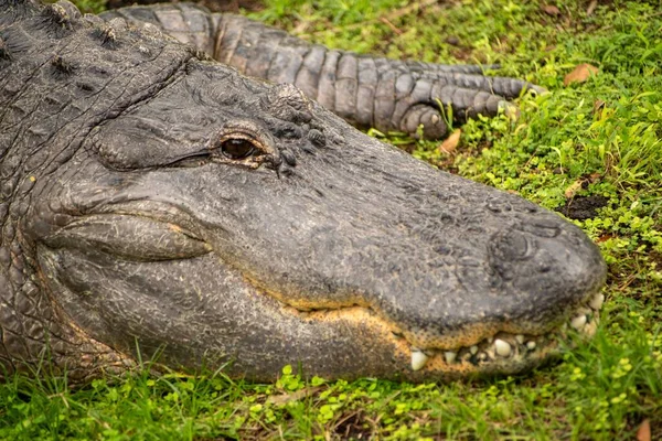 Närbild Amerikansk Alligator — Stockfoto