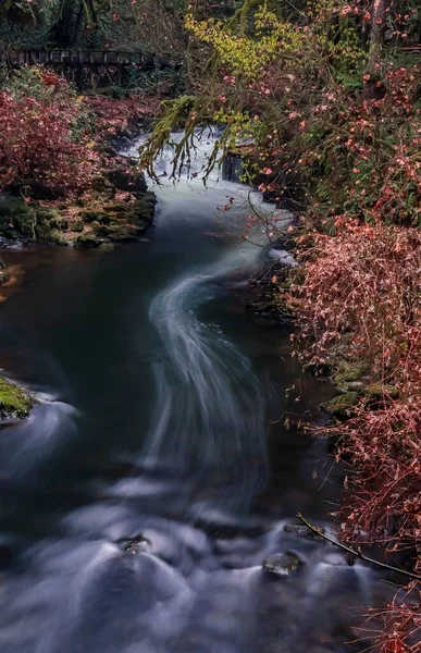 Вертикальный Снимок Течения Красивой Реки Через Лес — стоковое фото