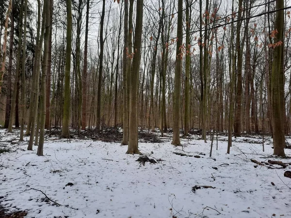 stock image white land in the wood in winter