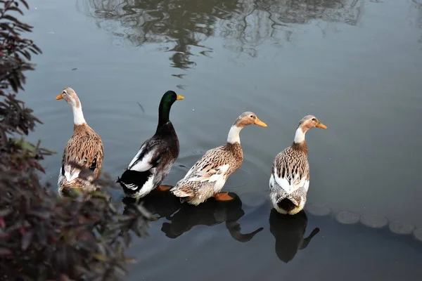 Closeup Shot Four Ducks Sitting Pond Looking Spring Day — Stock Photo, Image