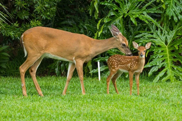 Belo Veado Chave Com Seu Bebê Grama — Fotografia de Stock