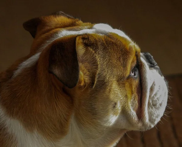 Bulldog Británico Mirando Por Ventana —  Fotos de Stock