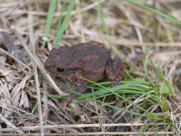 야생에서 갈색의 두꺼비의 클로즈업 — 스톡 사진