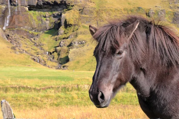 Una Vista Hermoso Pony Islandés Campo Durante Amanecer — Foto de Stock