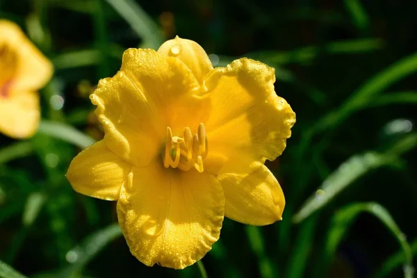 在一个阳光灿烂的日子里 一个黄色的斯特拉 德奥罗 戴丽莉的特写镜头 她的四周布满了水滴 花园里长满了绿叶 — 图库照片