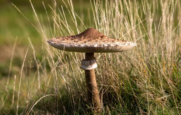 Closeup Macrolepiota Procera Parasol Mushroom — Stock Photo, Image