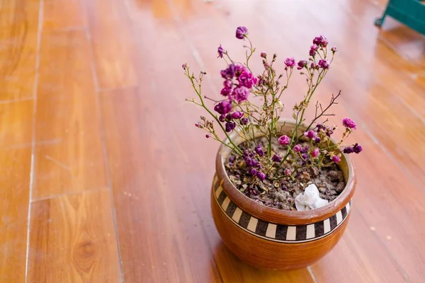テーブルの上の花の鍋に赤ちゃんの息 紫色のジプシーのPaniculataの閉鎖 — ストック写真