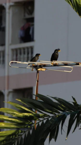 View Great Myna Bird Perching Pole — Stock Photo, Image
